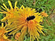 40 Taraxacum officinale (Tarassaco comune) con ospite in affondo